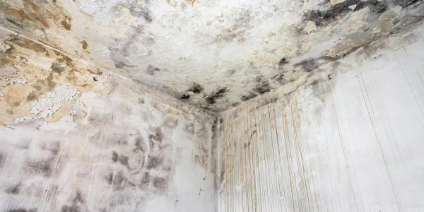Pintar Fachadas de Casas Unifamiliares / Chalets Alfaz del Pi · Pintura Antihumedad / Antimoho para Humedades / Moho